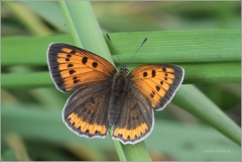 <p>OHNIVÁČEK ČERNOČÁRNÝ - samička (Lycaena dispar) Šluknovsko-Jiříkov ---- /Large copper - Großer Feuerfalter/</p>