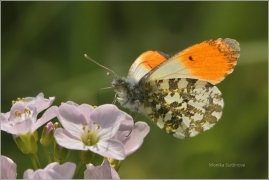 <p>BĚLÁSEK ŘEŘICHOVÝ - sameček (Anthocharis cardamines) ----- /Orange tip - Aurorafalter/</p>