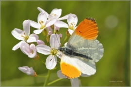 <p>BĚLÁSEK ŘEŘICHOVÝ - sameček (Anthocharis cardamines) ----- /Orange tip - Aurorafalter/</p>