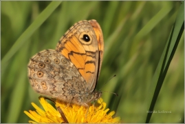 <p>OKÁČ ZEDNÍ (Lasiommata megera) Šluknovsko-Jiříkov ---- /Wall brown - Mauerfuchs/</p>
