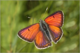 <p>OHNIVÁČEK MODROLEMÝ - sameček (Lycaena hippothoe) ---- /Purple-edged copper - Lilagold-Feuerfalter/</p>