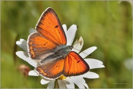 <p>OHNIVÁČEK MODROLEMÝ - sameček (Lycaena hippothoe) ---- /Purple-edged copper - Lilagold-Feuerfalter/</p>