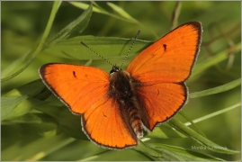 <p>OHNIVÁČEK ČERNOČÁRNÝ - sameček (Lycaena dispar) Šluknovsko ---- /Large copper - Großer Feuerfalter/</p>
