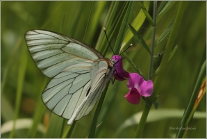 <p>BĚLÁSEK OVOCNÝ (Aporia crataegi) Šluknovsko-Království ---- /Black-veined white butterfly - Baum-Weißling/</p>