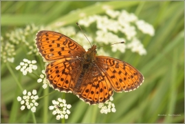 <p>PERLEŤOVEC KOPŘIVOVÝ (Brenthis ino) ----- /Lesser marbled fritillary - Mädesüß-Perlmutterfalter/</p>