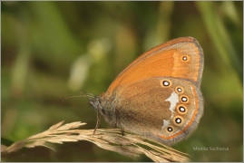 <p>OKÁČ TŘESLICOVÝ (Coenonympha glycerion) ---- /Chestnut heath - Rotbraunes Wiesenvögelchen/</p>