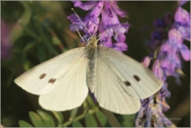 <p>BĚLÁSEK ŘEPOVÝ (Pieris rapae) ---- /Small white - Kleiner Kohlweißling/</p>