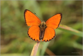 <p>OHNIVÁČEK CELÍKOVÝ sameček (Lycaena virgaureae) ---- /Scarce copper - Dukatenfalter/</p>