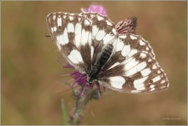 <p>OKÁČ BOJÍNKOVÝ (Melanargia galathea) ----- /Marbled white - Schachbrett (Schmetterling)/</p>