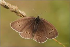 <p>OKÁČ PROSÍČKOVÝ (Aphantopus hyperantus) ---- /Ringlet - Brauner Waldvogel/</p>