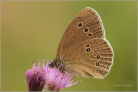 <p>OKÁČ PROSÍČKOVÝ (Aphantopus hyperantus) ---- /Ringlet - Brauner Waldvogel/</p>