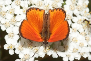<p>OHNIVÁČEK CELÍKOVÝ sameček (Lycaena virgaureae) ---- /Scarce copper - Dukatenfalter/</p>