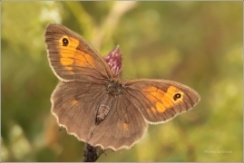 <p>OKÁČ LUČNÍ - samička (Maniola jurtina) ---- /Meadow brown butterfly - Großes Ochsenauge/</p>