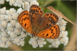 <p>OHNIVÁČEK CELÍKOVÝ samička (Lycaena virgaureae) ---- /Scarce copper - Dukatenfalter/</p>