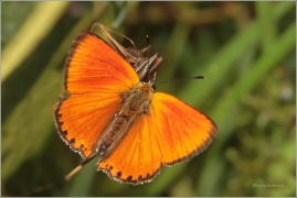 <p>OHNIVÁČEK CELÍKOVÝ sameček (Lycaena virgaureae) ---- /Scarce copper - Dukatenfalter/</p>