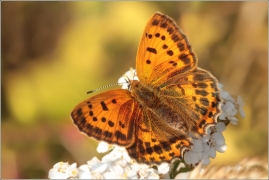 <p>OHNIVÁČEK CELÍKOVÝ samička (Lycaena virgaureae) ---- /Scarce copper - Dukatenfalter/</p>