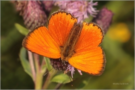 <p>OHNIVÁČEK CELÍKOVÝ sameček (Lycaena virgaureae) ---- /Scarce copper - Dukatenfalter/</p>