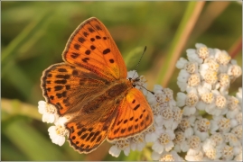 <p>OHNIVÁČEK CELÍKOVÝ samička (Lycaena virgaureae) ---- /Scarce copper - Dukatenfalter/</p>