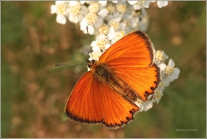 <p>OHNIVÁČEK CELÍKOVÝ sameček (Lycaena virgaureae) ---- /Scarce copper - Dukatenfalter/</p>