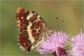 <p>BABOČKA SÍŤKOVANÁ-letní generace (Araschnia levana) ---- /Map butterfly - Landkärtchen/</p>