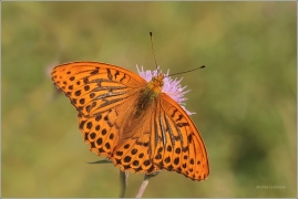 <p>PERLEŤOVEC STŘÍBROPÁSEK - sameček (Argynnis paphia) ---- /Silver-washed fritillary - Kaisermantel/</p>