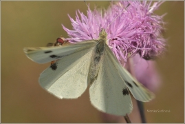 <p>BĚLÁSEK ŘEPOVÝ (Pieris rapae) ---- /Small white - Kleiner Kohlweißling/</p>