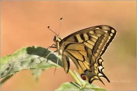 <p>OTAKÁREK FENYKLOVÝ (Papilio machaon) (Šluknovsko-Severní ----- /Old World swallowtail - Schwalbenschwanz/</p>