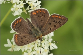 <p>OHNIVÁČEK ČERNOSKVRNNÝ - sameček (Lycaena tityrus) ---- /Sooty copper - Brauner Feuerfalter/</p>