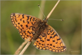 <p>PERLEŤOVEC DVANÁCTITEČNÝ (Boloria selene) ---- /Small pearl-bordered fritillary - Braunfleckiger Perlmutterfalter/</p>