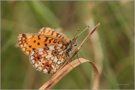 <p>PERLEŤOVEC DVANÁCTITEČNÝ (Boloria selene) ---- /Small pearl-bordered fritillary - Braunfleckiger Perlmutterfalter/</p>