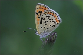 <p>OHNIVÁČEK ČERNOSKVRNNÝ (Lycaena tityrus) ---- /Sooty copper - Brauner Feuerfalter/</p>