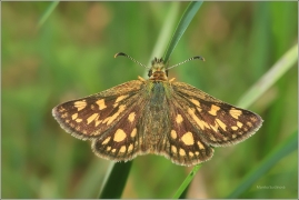 <p>SOUMRAČNÍK JITROCELOVÝ (Carterocephalus palaemon) ---- /Chequered skipper - Gelbwürfeliger Dickkopffalter/</p>