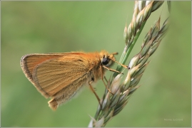 <p>SOUMRAČNÍK ČÁREČKOVANÝ (Thymelicus lineola) ----- /Essex skipper - Schwarzkolbiger Braun-Dickkopffalter/</p>
