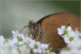 <p>OKÁČ PROSÍČKOVÝ (Aphantopus hyperantus) ---- /Ringlet - Brauner Waldvogel/</p>