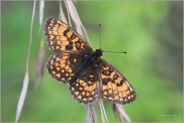 <p>HNĚDÁSEK JITROCELOVÝ (Melitaea athalia) Český Krumlov-Výšenské kopce ----- /Heath fritillary - Wachtelweizen-Scheckenfalter/</p>