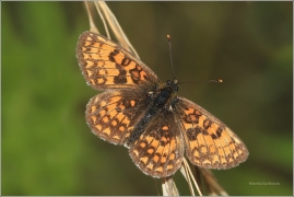 <p>HNĚDÁSEK JITROCELOVÝ (Melitaea athalia) Český Krumlov-Výšenské kopce ----- /Heath fritillary - Wachtelweizen-Scheckenfalter/</p>