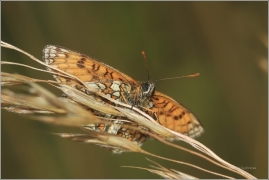 <p>HNĚDÁSEK JITROCELOVÝ (Melitaea athalia) Český Krumlov-Výšenské kopce ----- /Heath fritillary - Wachtelweizen-Scheckenfalter/</p>