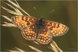 <p>HNĚDÁSEK JITROCELOVÝ (Melitaea athalia) Český Krumlov-Výšenské kopce ----- /Heath fritillary - Wachtelweizen-Scheckenfalter/</p>