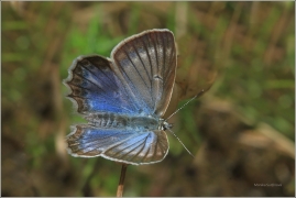 <p>MODRÁSEK HNĚDOSKVRNNÝ - samička (Polyommatus daphnis) Český Krumlov-Výšenské kopce ---- /Meleager's blue - Zahnflügel-Bläuling/</p>