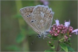 <p>MODRÁSEK HNĚDOSKVRNNÝ - sameček (Polyommatus daphnis) Český Krumlov-Výšenské kopce ---- /Meleager's blue - Zahnflügel-Bläuling/</p>