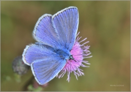 <p>MODRÁSEK JEHLICOVÝ - sameček (Polyommatus ---- /Common blue butterfly - Hauhechel-Bläuling/icarus)</p>