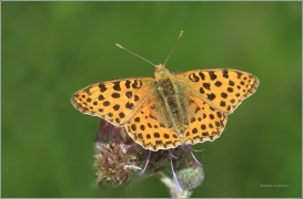 <p>PERLEŤOVEC MALÝ (Issoria lathonia) ---- /Queen of Spain fritillary - Kleiner Perlmuttfalter/</p>