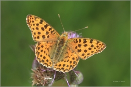<p>PERLEŤOVEC MALÝ (Issoria lathonia) ---- /Queen of Spain fritillary - Kleiner Perlmuttfalter/</p>