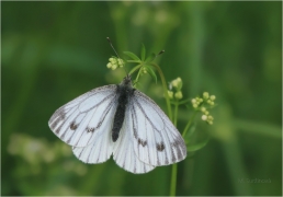 <p>BĚLÁSEK ŘEPKOVÝ (Pieris napi) ---- /Green-veined white - Rapsweißling/</p>
