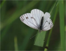 <p>BĚLÁSEK ŘEPKOVÝ (Pieris napi) ---- /Green-veined white - Rapsweißling/</p>