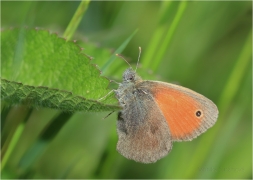 <p>OKÁČ POHÁŇKOVÝ (Coenonympha pamphilus) ---- /Small heath - Kleines Wiesenvögelchen/</p>