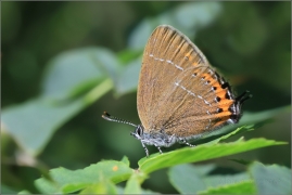 <p>OSTRUHÁČEK ŠVESTKOVÝ (Satyrium pruni) Šluknovsko - Jiříkov, 6/2016 ---- /Black hairstreak - Pflaumen-Zipfelfalter/</p>