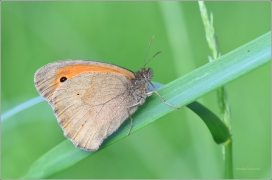 <p>OKÁČ LUČNÍ (Maniola jurtina) ---- /Meadow brown butterfly - Großes Ochsenauge/</p>