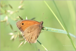 <p>OKÁČ LUČNÍ (Maniola jurtina) ---- /Meadow brown butterfly - Großes Ochsenauge/</p>