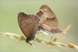 <p>OKÁČ LUČNÍ (Maniola jurtina) ---- /Meadow brown butterfly - Großes Ochsenauge/</p>